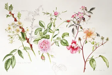 Verschiedene Rosen, 1999